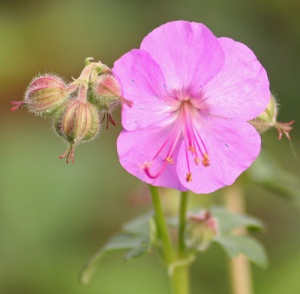 Geranium x cantabrigiense 'Karmina'