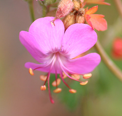 Geranium x cantabrigiense 'Vorjura'