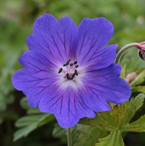 Geranium himalayense 'Devil's Blue'