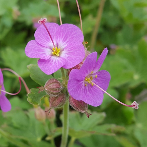 Geranium macrorrhizum 'Rotblut'