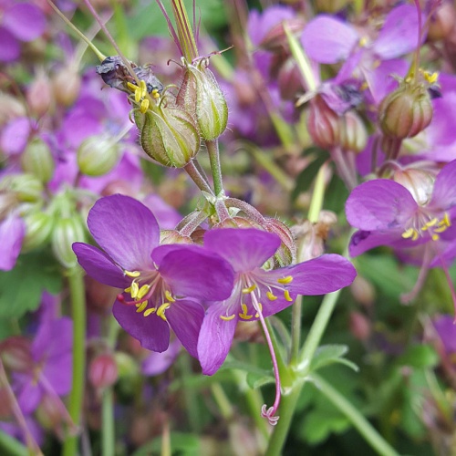 Geranium macrorrhizum 'Velebit'