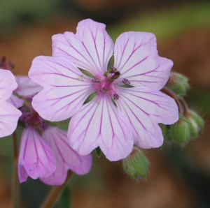 Geranium macrostylum 'Uln Oag Traig'