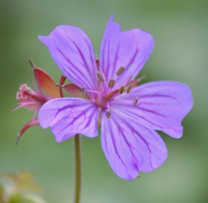 Geranium malviflorum