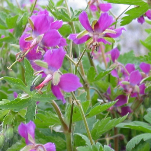 Geranium x monacense 'Breckland Fever'