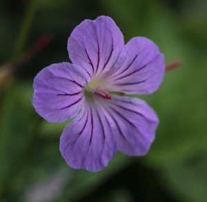 Geranium nodosum 'Hexham Big Eyes'
