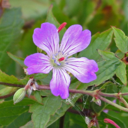 Geranium nodosum 'Swish Purple'