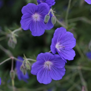 Geranium 'Orion'