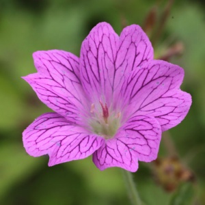 Geranium x oxonianum 'Elworthy Misty'