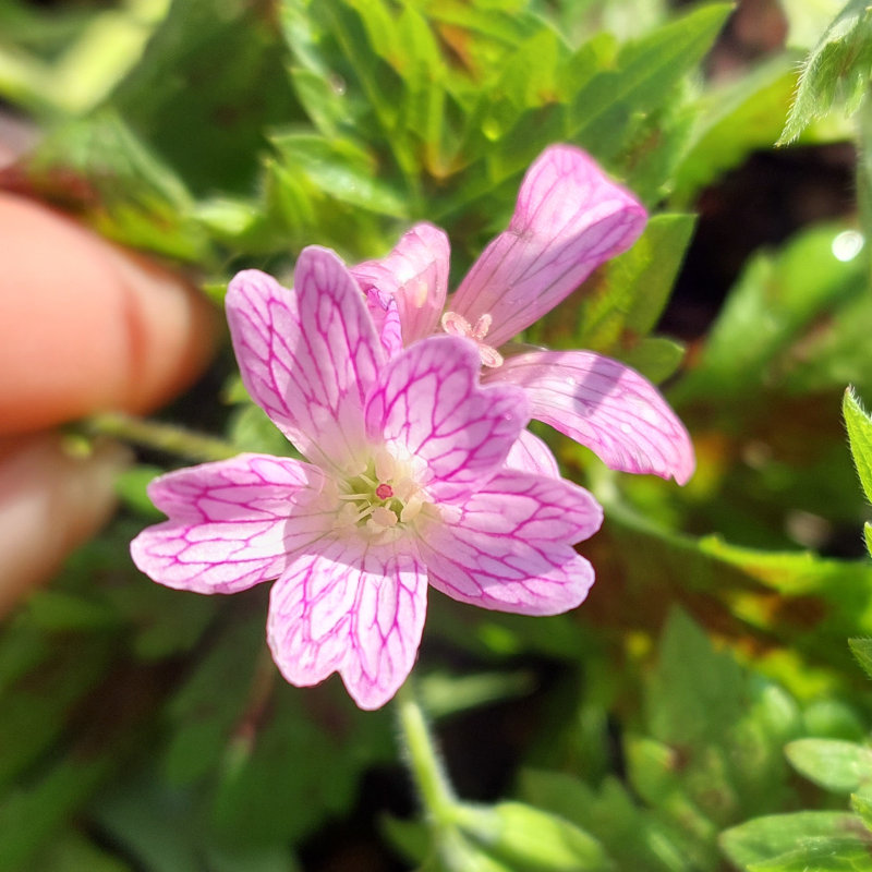 Geranium x oxonianum 'Moundmaster'