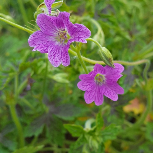 Geranium x oxonianum 'Something Special'