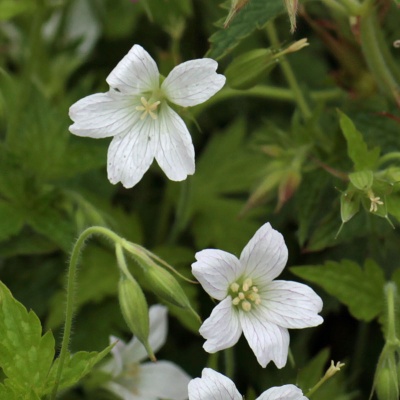 Geranium x oxonianum 'White Stripes'