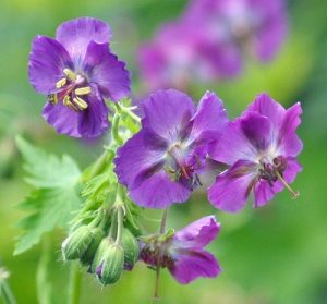 Geranium phaeum 'Advendo'