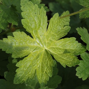 Geranium phaeum 'Golden Spring'