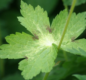 Geranium phaeum 'Lisa'