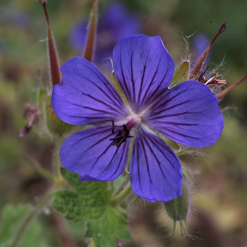 Geranium platypetalum