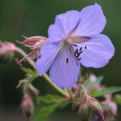 Geranium pratense