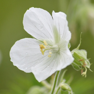 Geranium pratense 'Galactic'