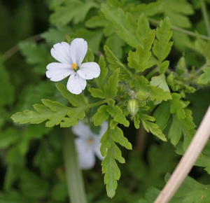 Geranium robertianum 'Celtic White'