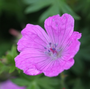 Geranium sanguineum 'Belle of Herterton'