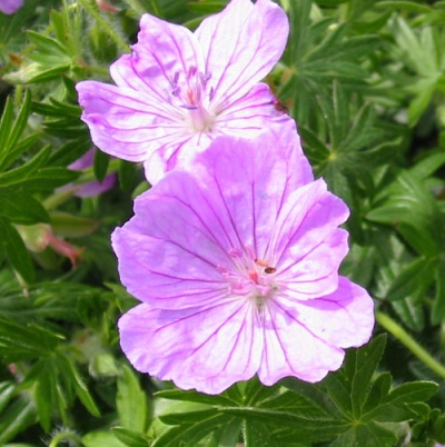 Geranium sanguineum 'Glenluce'