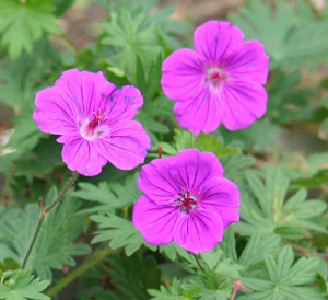 Geranium 'Tiny Monster'