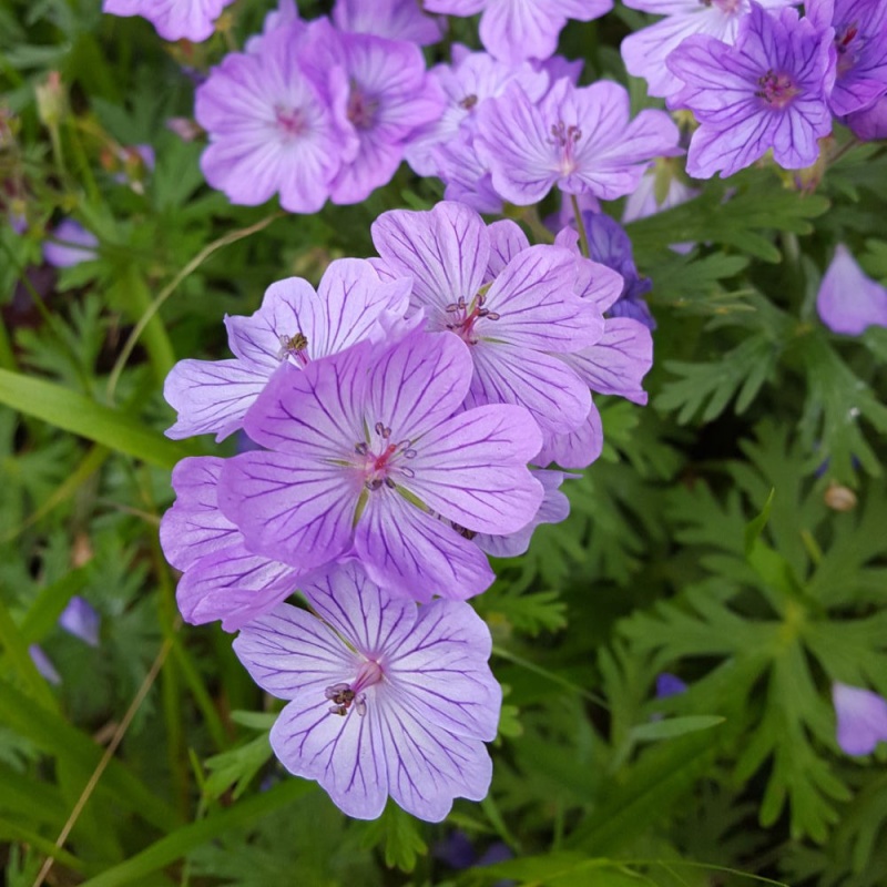 ボタニカ キャニスター / Lathyrus tuberosus Lathyrus tuberosus - The Plantsman's Preference