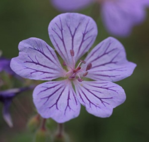 Geranium tuberosum 'Richard Hobbs'