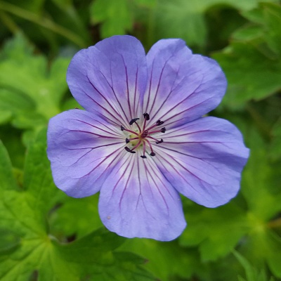 Geranium wallichianum 'Buxton's Variety'