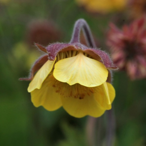 Geum - The Plantsman's Preference