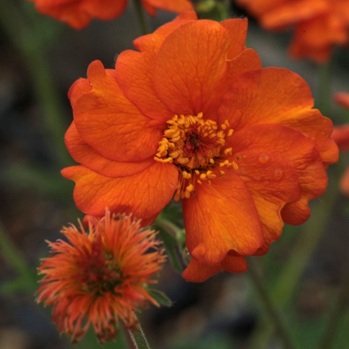 Geum 'Prinses Juliana'