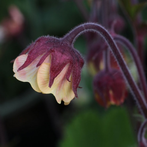 Geum 'Rusty Young'