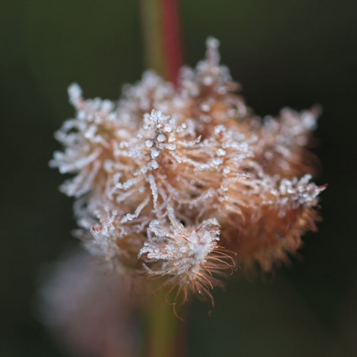 Glycyrrhiza uralensis