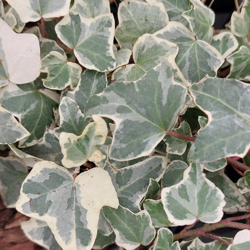 Miniature/Small - The Plantsman's Preference