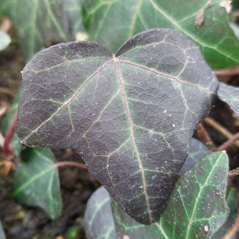 Hedera helix 'Glymii'