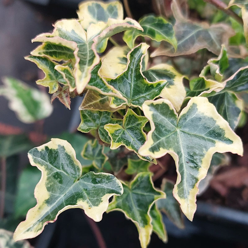 Hedera helix 'Halebob'