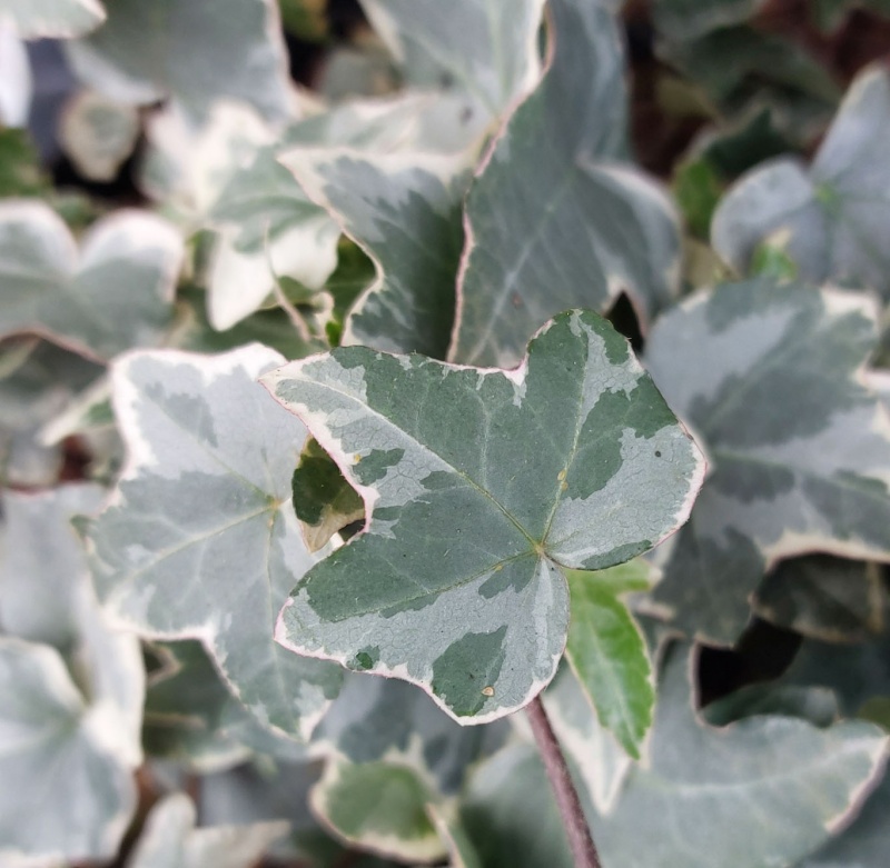 Hedera helix 'Shamrock' - The Plantsman's Preference