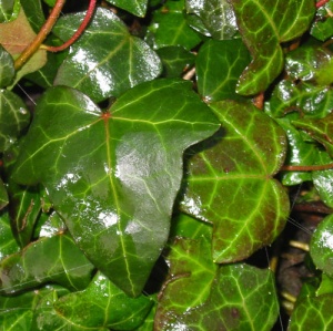 Hedera helix 'Atropurpurea'