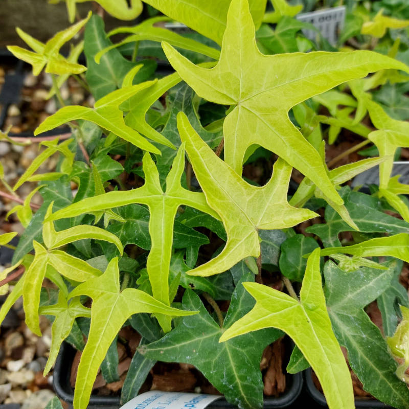 Hedera helix 'Lightfinger' - The Plantsman's Preference