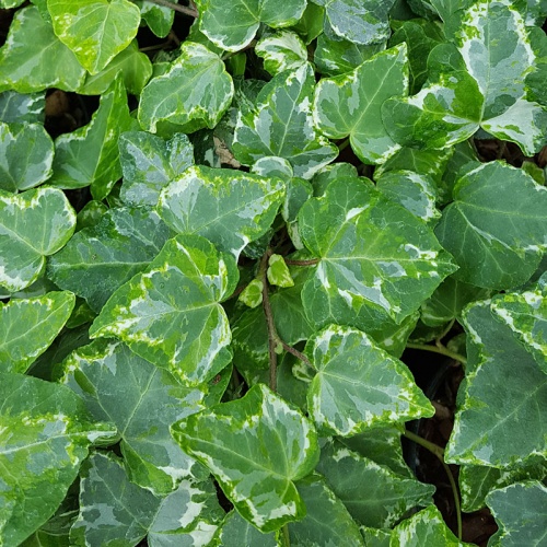 Hedera helix 'Minty'
