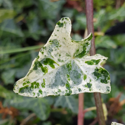 Hedera helix 'Minor Marmorata'