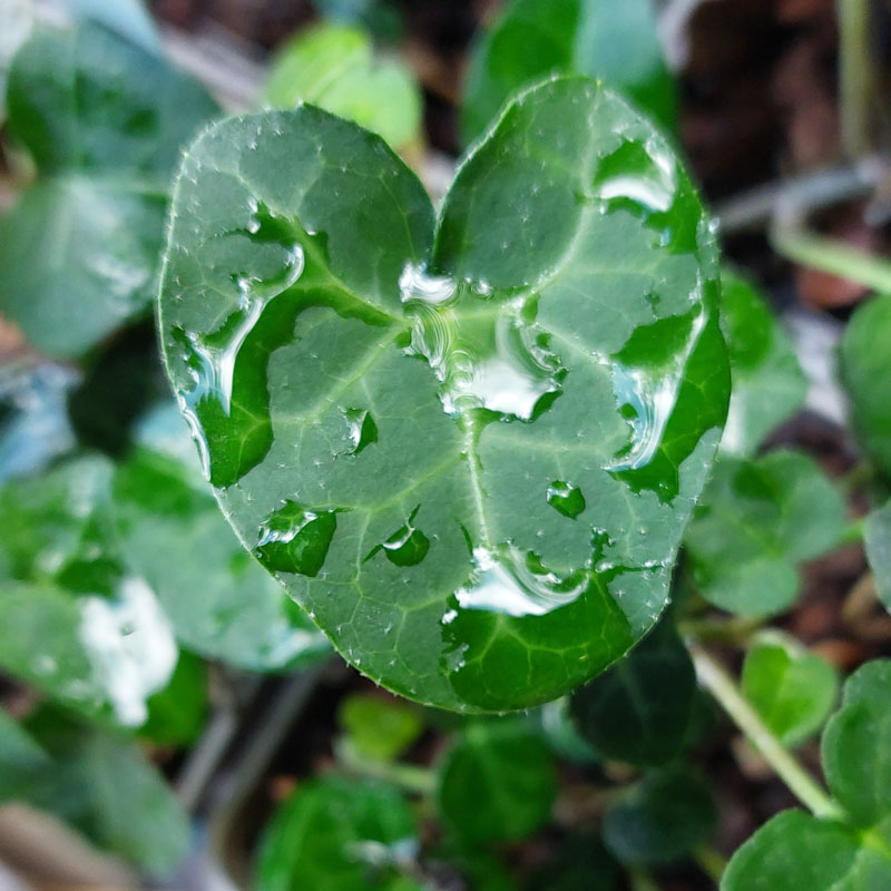 Hedera helix - The Plantsman's Preference
