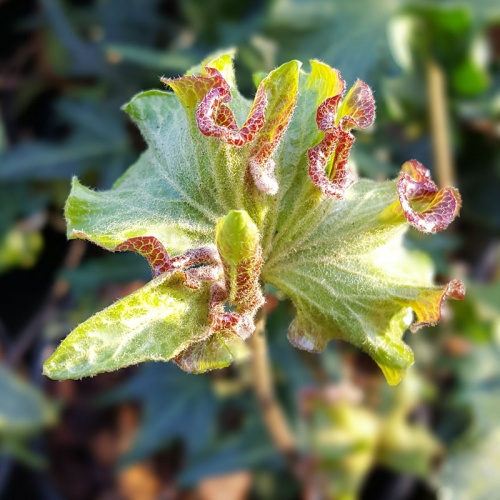 Hedera helix 'Pink 'n' Curly'