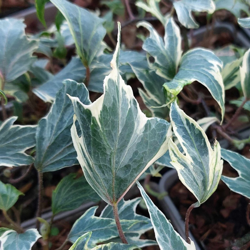 Hedera helix 'White Ripple' - The Plantsman's Preference