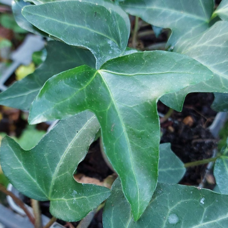 korbmarante blätter braun Calathea ornata (Korbmarante) kaufen main image 0