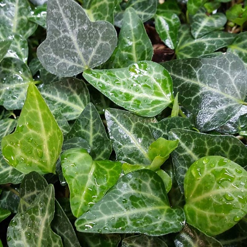 Hedera hibernica ex RBGE Type plant