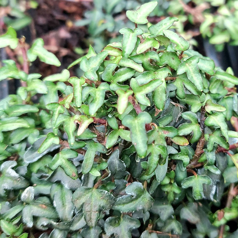 Hedera hibernica 'Spetchley'