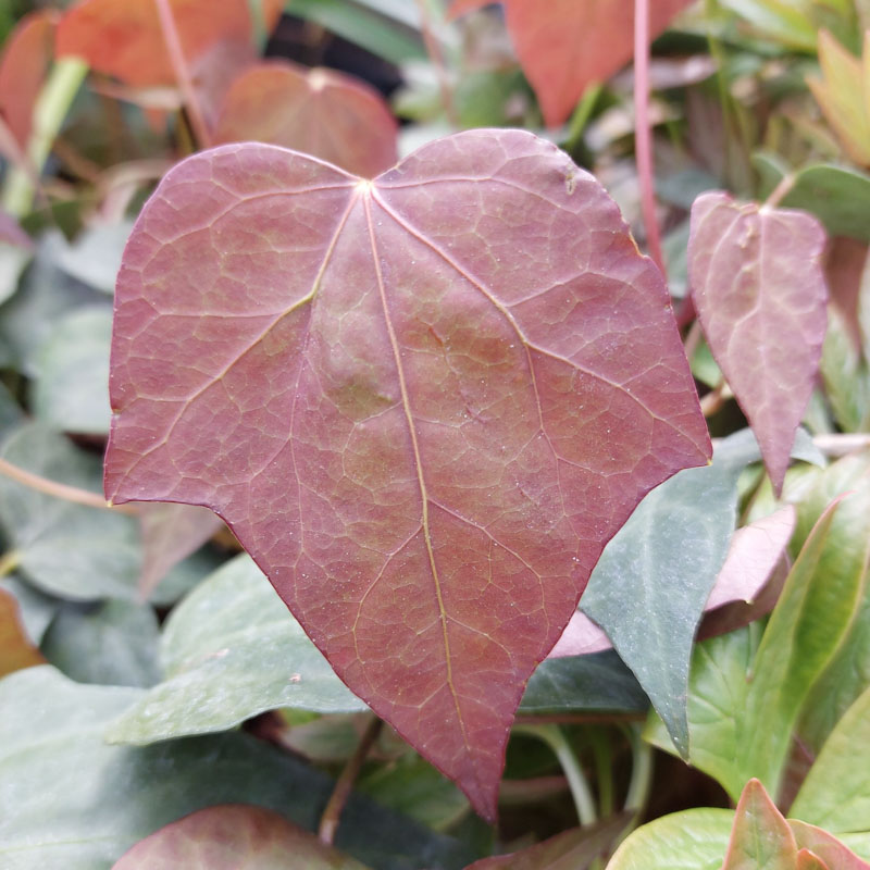 Hedera nepalensis 'Roy Lancaster'