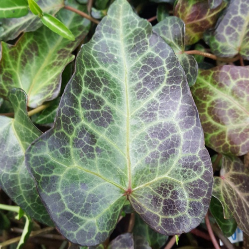 Hedera pastuchovii 'Ann Ala'