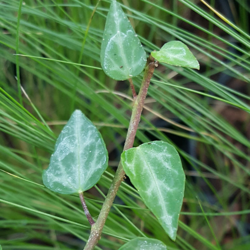 Hedera pastuchovii ssp. cypria