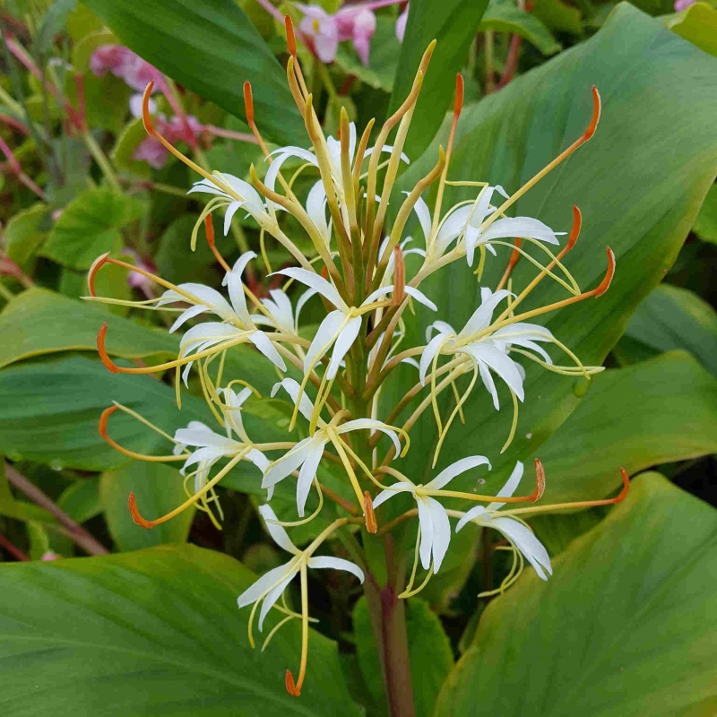 Hedychium yunnanense Cally Form